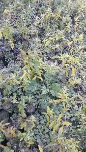 White Sandalwood Plants (Chandan Plant)