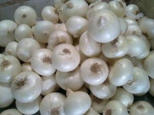 Fresh White Onion