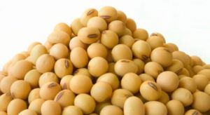 Indian SOYBEAN SEEDS