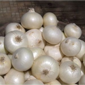 Small White Onion