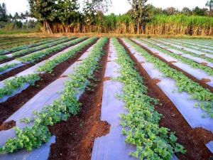 Compostable Mulch Film