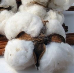 Indian Raw Cotton