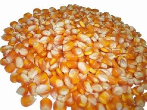 natural maize seeds