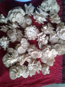 Oyster Mushroom