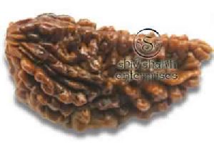 1Mukhi Rudraksha