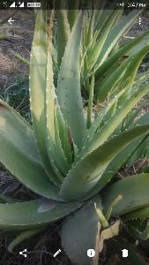 Aloe Vera Leaf