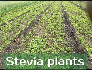 Stevia Plants