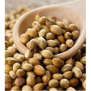 232 Coriander Seeds