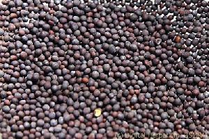 Indian Mustard Seeds