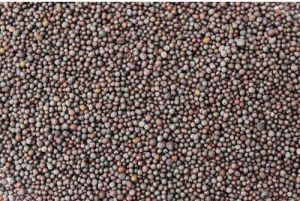 Organic Brown Mustard Seeds