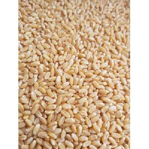 Sharbati Wheat