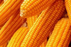 Yellow Maize