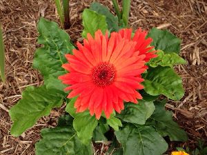 Natural Gerbera Flower