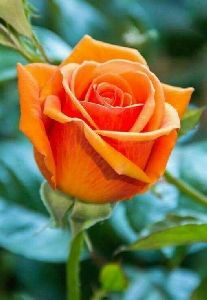 Orange Rose