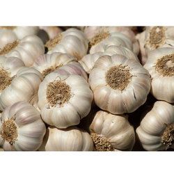 Indian Garlic