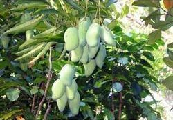 Indian Mango