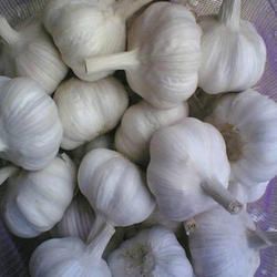 natural garlic