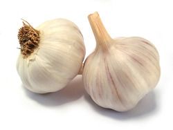 Organic Garlic