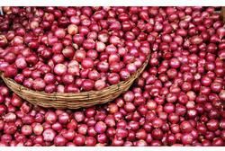 organic red onion