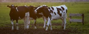 Cow Dairy Farming