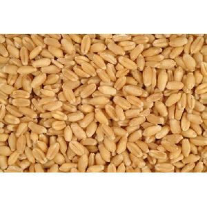 Indian Natural Wheat