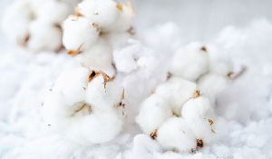 Indian Raw Cotton