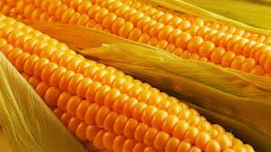 Indian Yellow Corn