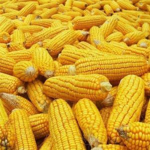 Organic Yellow Maize