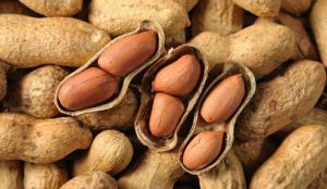 Indian Groundnut