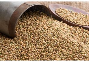 Organic Coriander Seeds