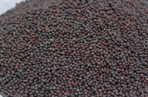 Black Big Mustard Seeds