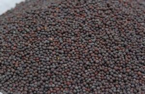 Black Mustard Seeds