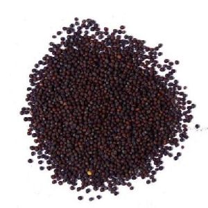 Black Sarso Seeds