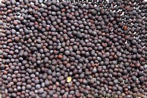 Indian Mustard Seeds