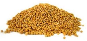 Whole Yellow Mustard Seeds