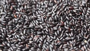 Black Glutinous Rice