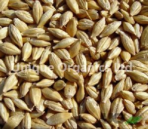 Indian Barley