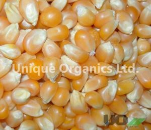 Indian Yellow Corn