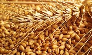 natural wheat seeds