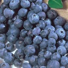 Fresh Blueberry