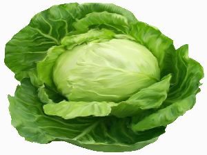 Fresh Cabbage