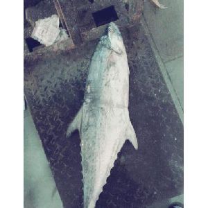 Fresh Khafari Paplet Fish