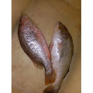 Fresh Red Snapper Fish