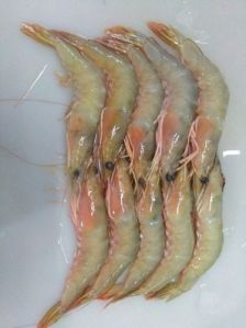 Jembo Prawn