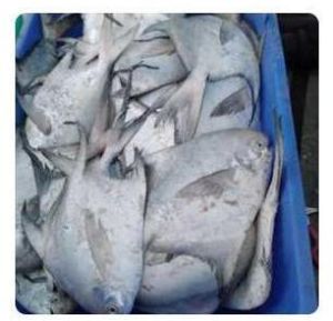 White Pomfret Fish