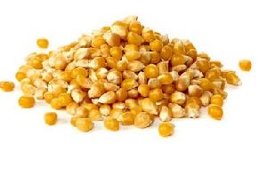Yelloow Corn Seeds