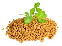 dried fenugreek seeds