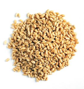 Wheat Grain