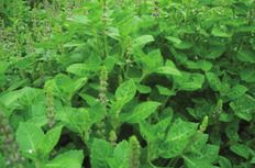 Fresh Basil Leaves