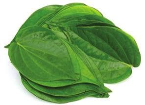 Fresh Betel Leaves